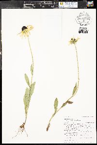 Rudbeckia hirta var. pulcherrima image