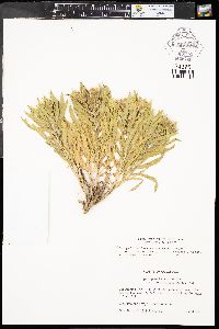 Oonopsis foliosa image
