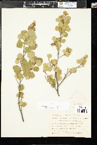 Betula glandulosa image