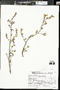 Betula glandulosa image