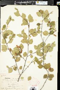 Betula occidentalis image