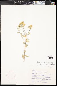 Heterotheca villosa var. foliosa image