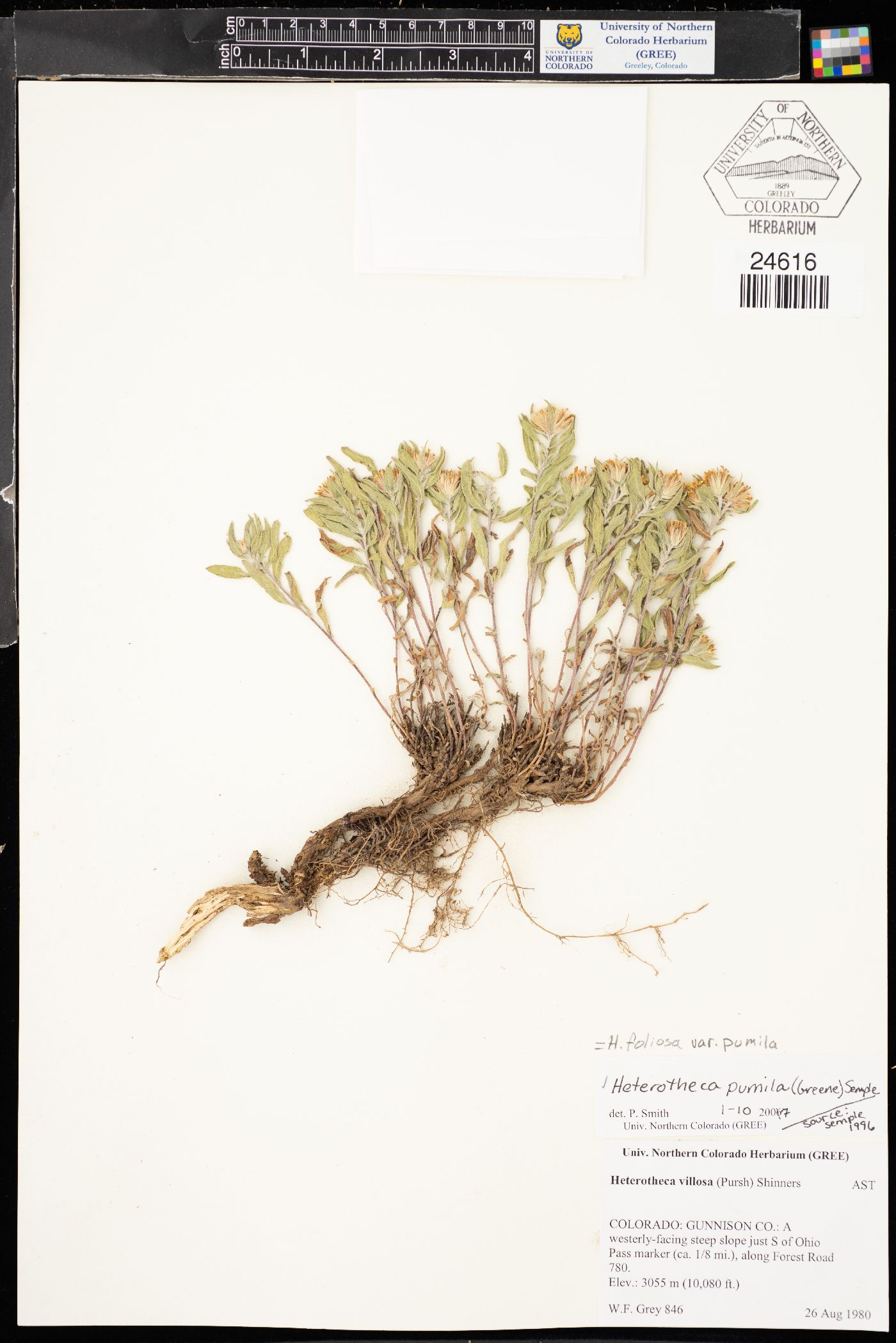 Heterotheca pumila image