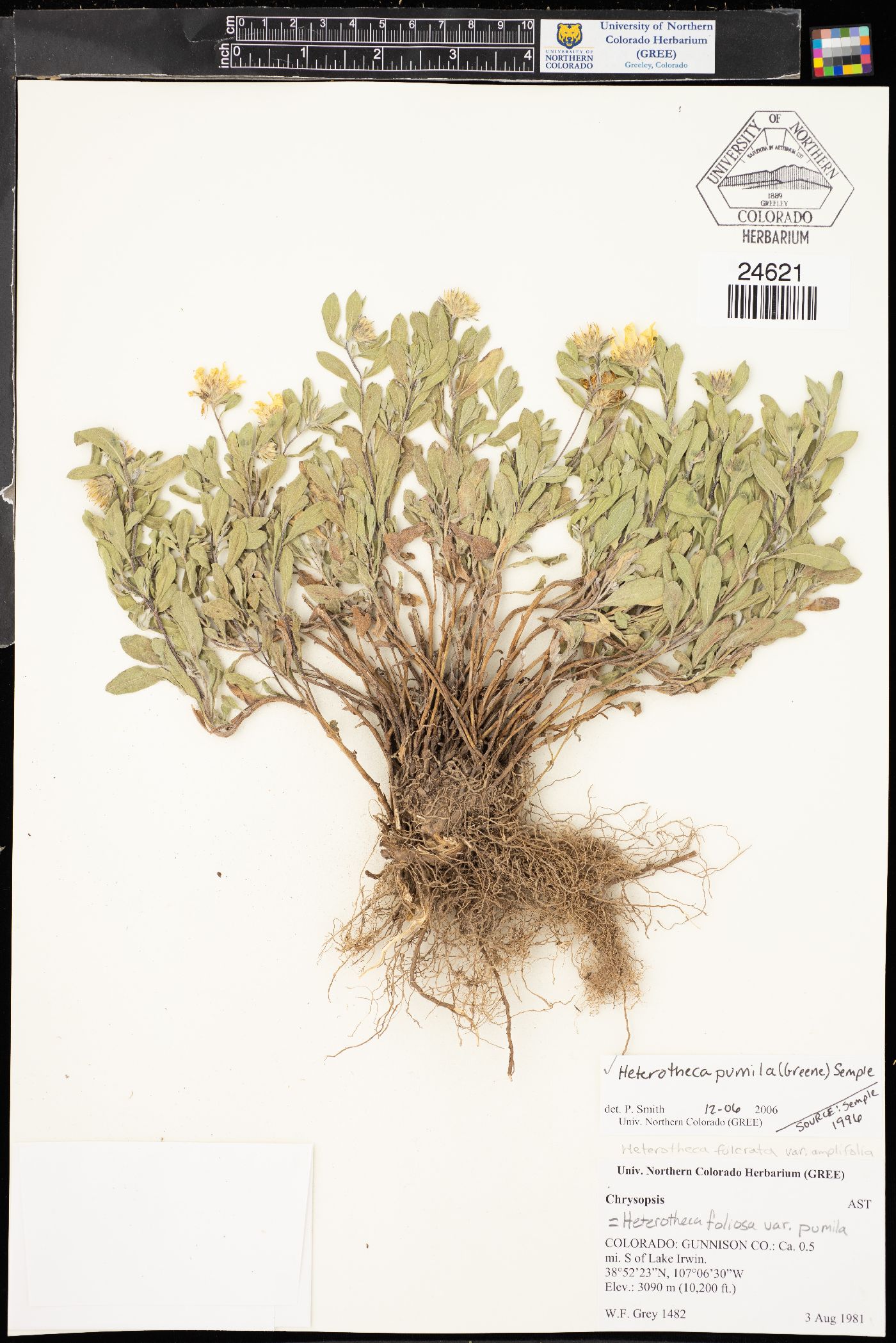 Heterotheca pumila image
