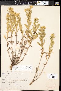 Heterotheca fulcrata var. fulcrata image