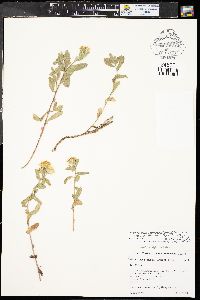Heterotheca fulcrata var. amplifolia image
