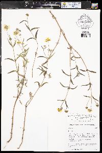 Heliomeris multiflora var. nevadensis image