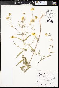 Heliomeris multiflora var. multiflora image