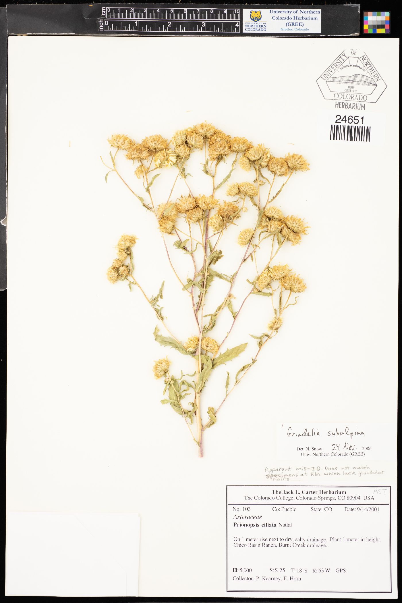 Grindelia subalpina image