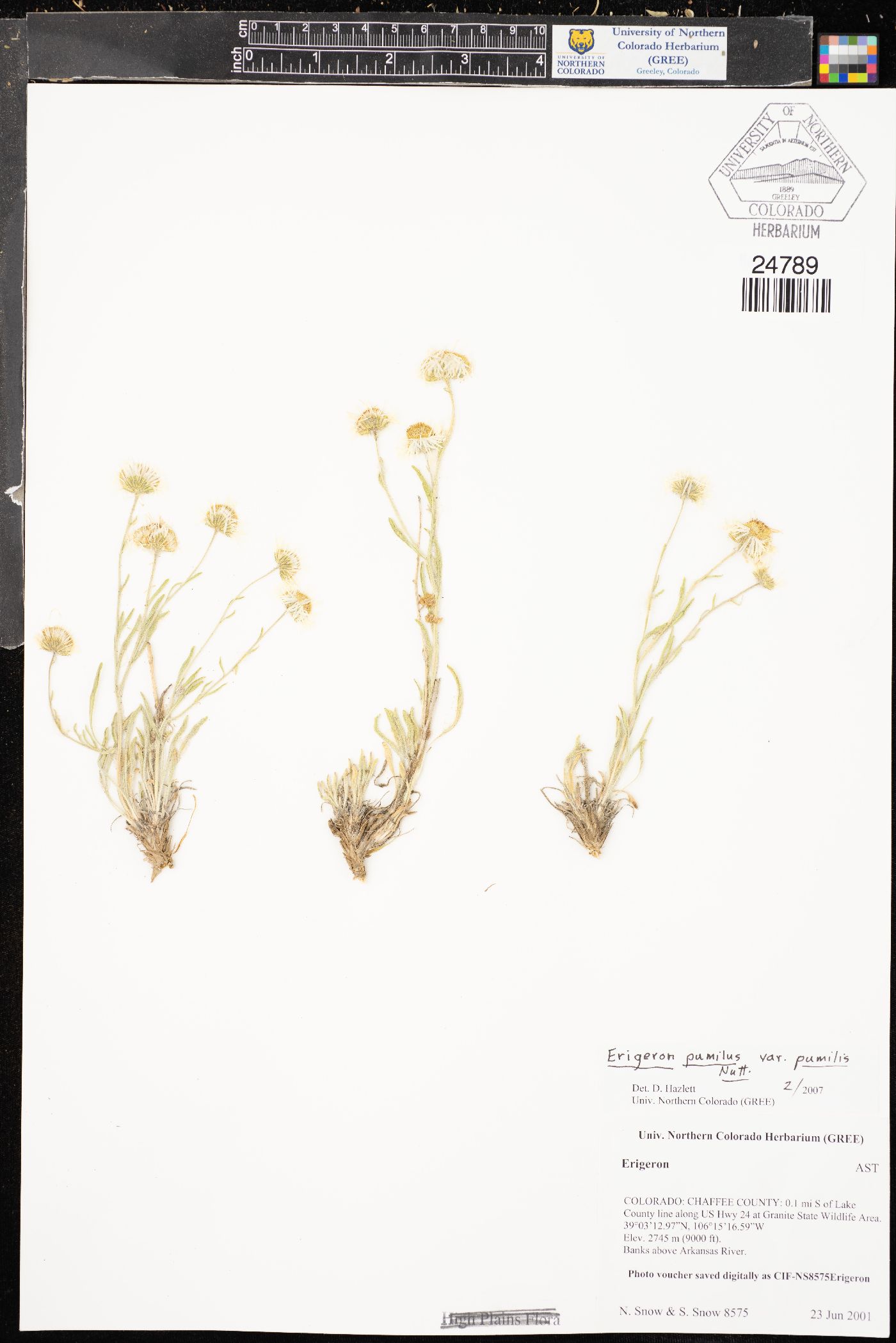 Erigeron pumilus subsp. pumilus image