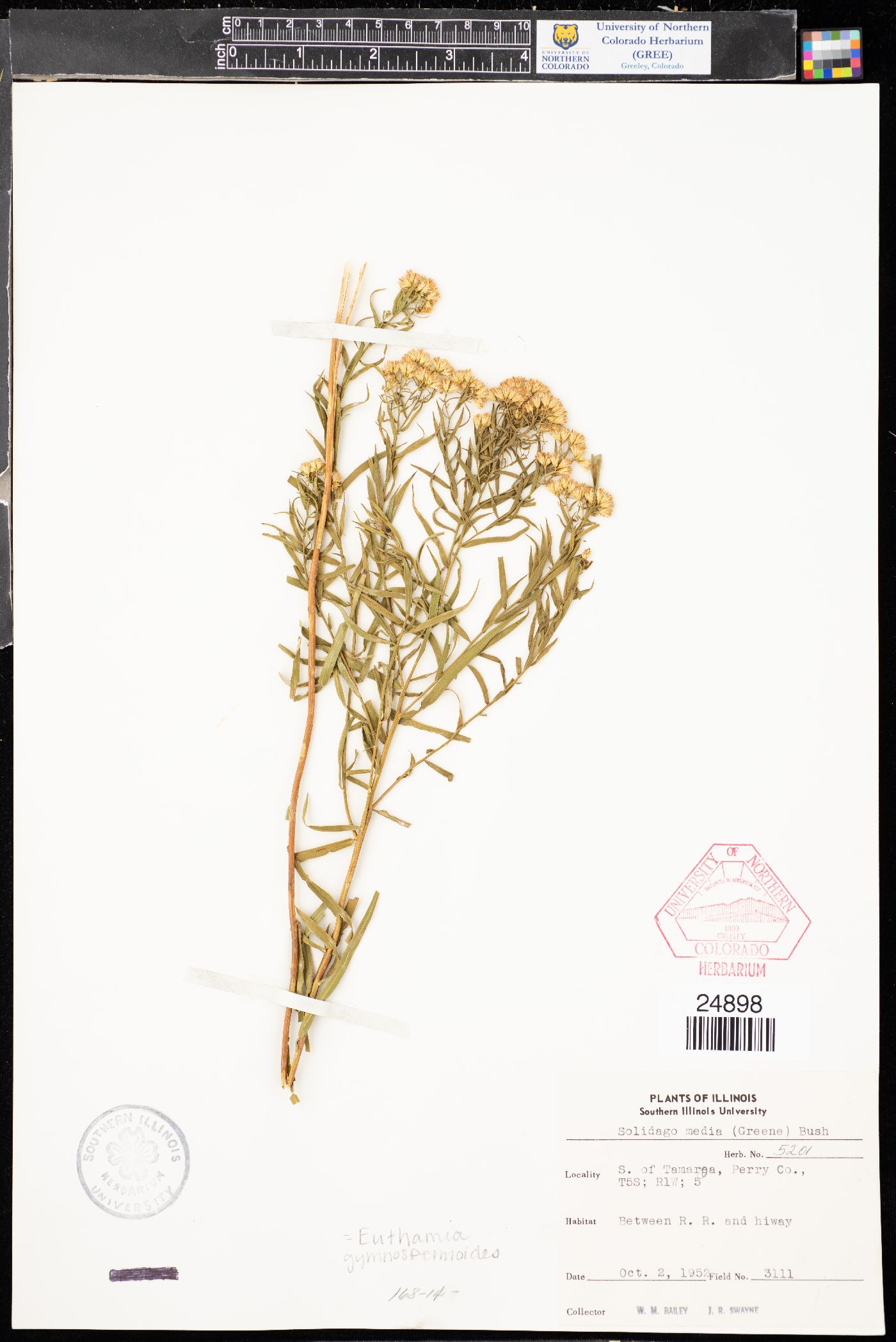 Solidago media image