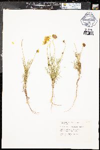 Coreopsis tinctoria image