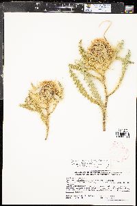 Cirsium eatonii image