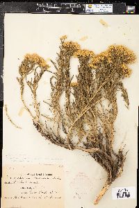 Chrysothamnus viscidiflorus subsp. lanceolatus image