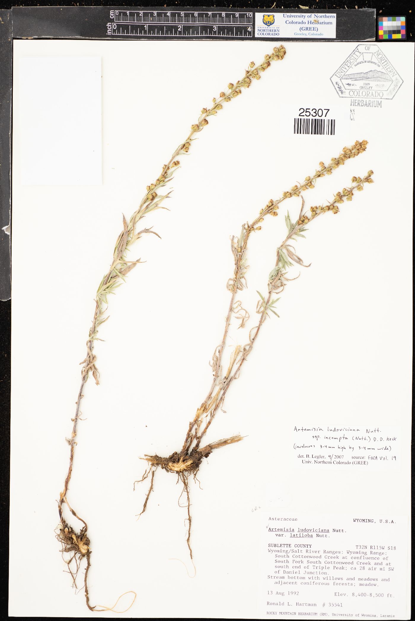 Artemisia ludoviciana subsp. incompta image