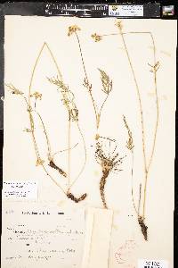 Pseudocymopterus montanus image