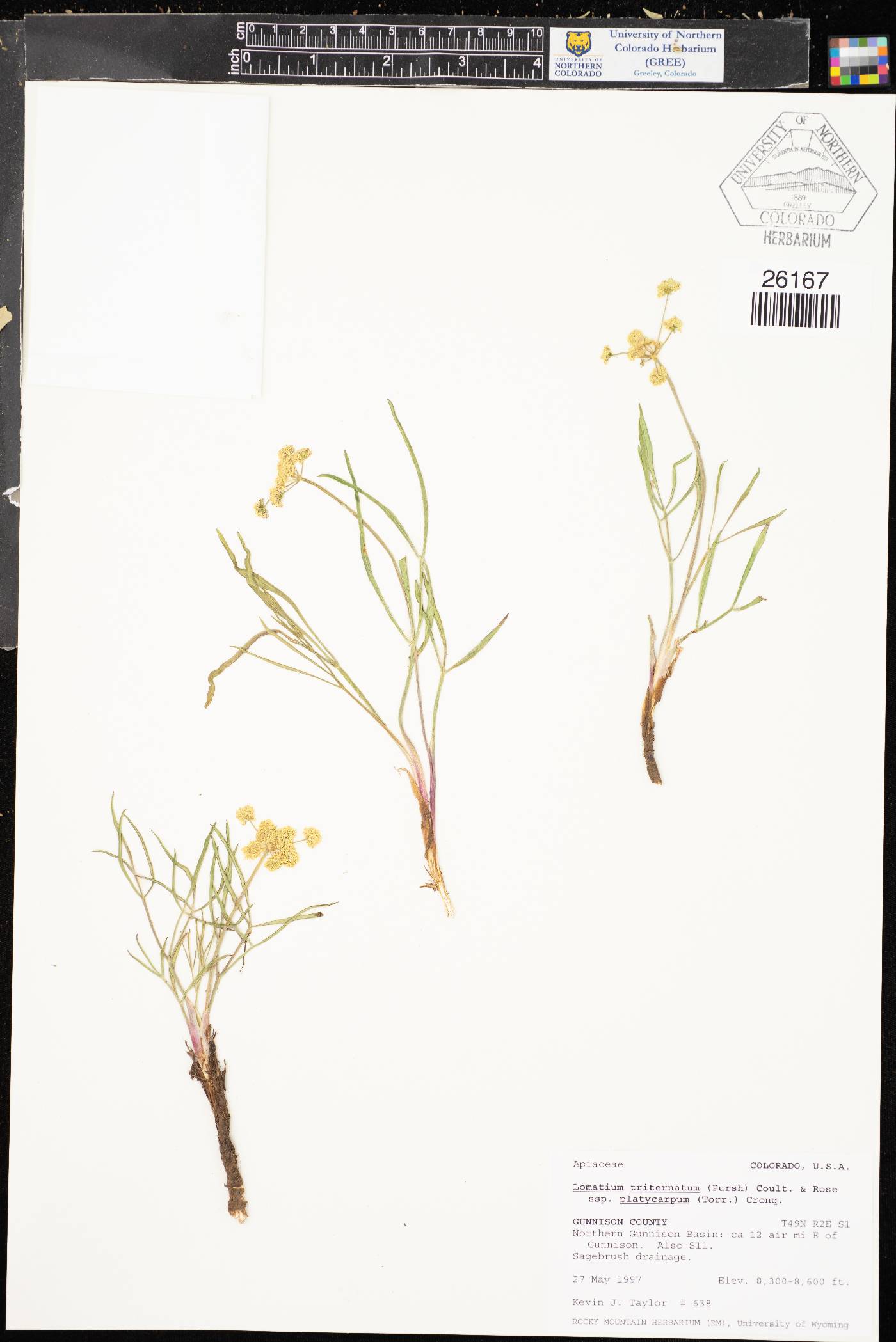 Lomatium simplex image