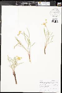 Lomatium simplex var. simplex image