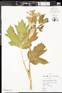 Heracleum sphondylium image