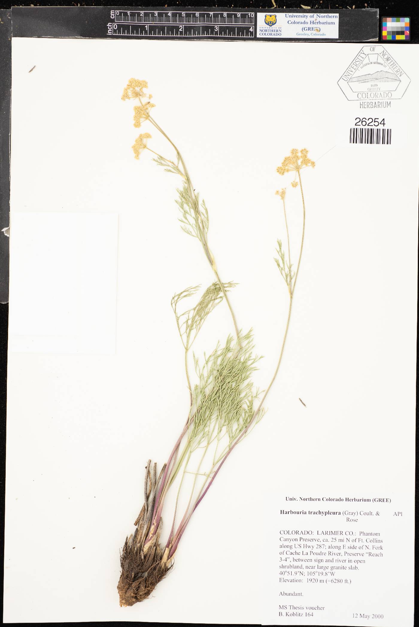 Harbouria trachypleura image