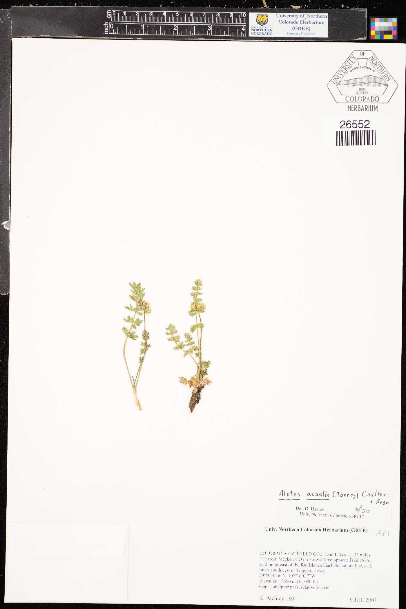 Aletes acaulis image