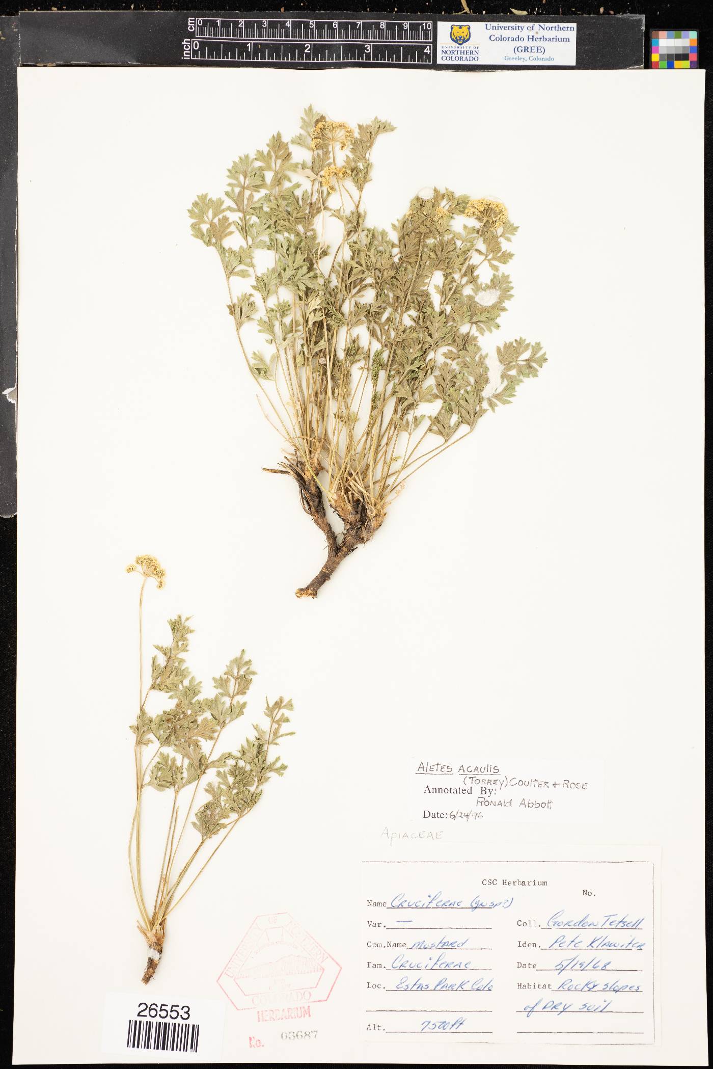 Aletes acaulis image