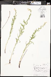 Lithospermum multiflorum image