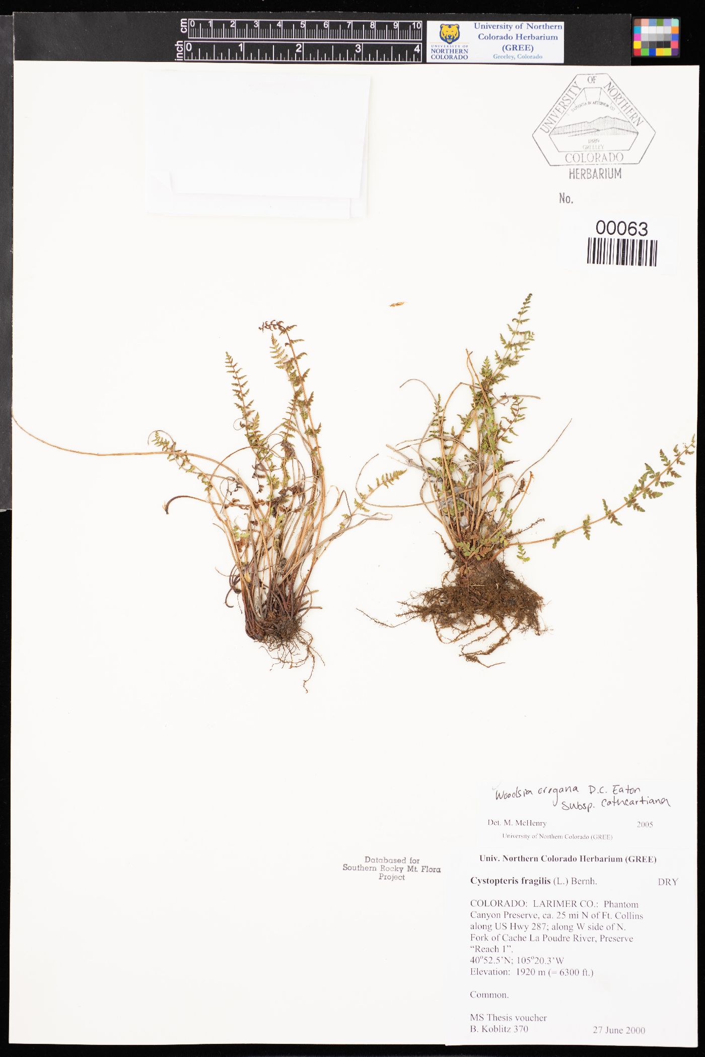 Woodsia oregana subsp. cathcartiana image