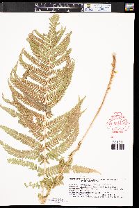 Dryopteris filix-mas image