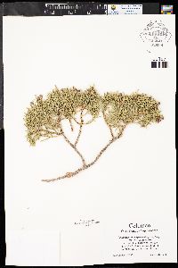 Juniperus monosperma image