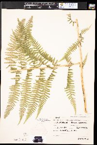 Athyrium asplenioides var. californicum image