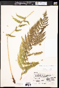 Athyrium asplenioides var. californicum image