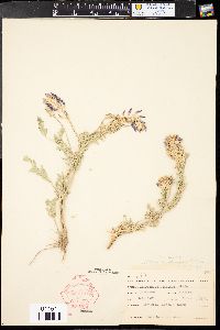 Astragalus laxmannii image