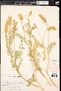 Astragalus bisulcatus image