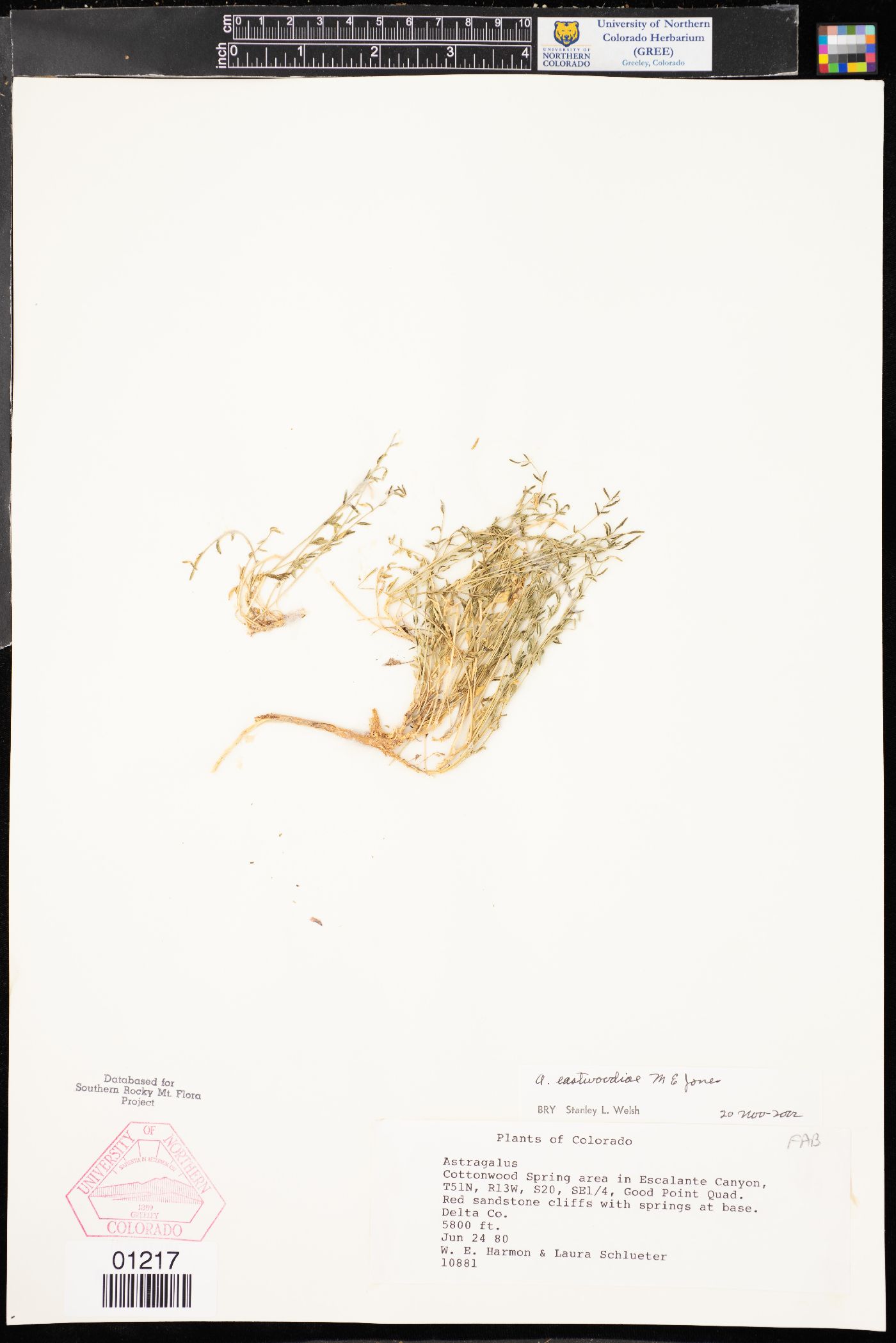 Astragalus eastwoodiae image