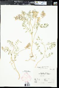 Astragalus hallii var. hallii image