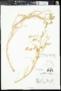 Astragalus lentiginosus var. diphysus image