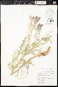 Astragalus bisulcatus var. bisulcatus image