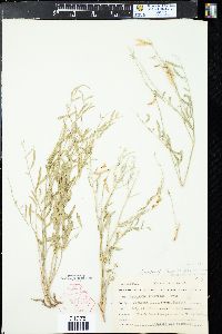 Astragalus miser image