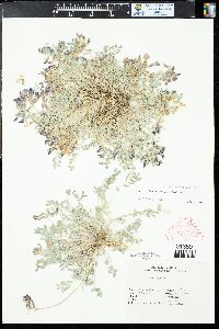 Astragalus missouriensis image