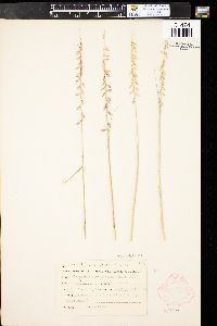 Bouteloua curtipendula var. caespitosa image