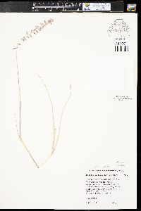 Bouteloua curtipendula var. caespitosa image