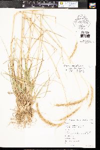 Elymus elymoides subsp. brevifolius image