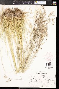 Deschampsia cespitosa subsp. cespitosa image