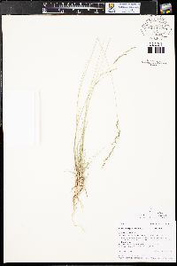 Muhlenbergia montana image