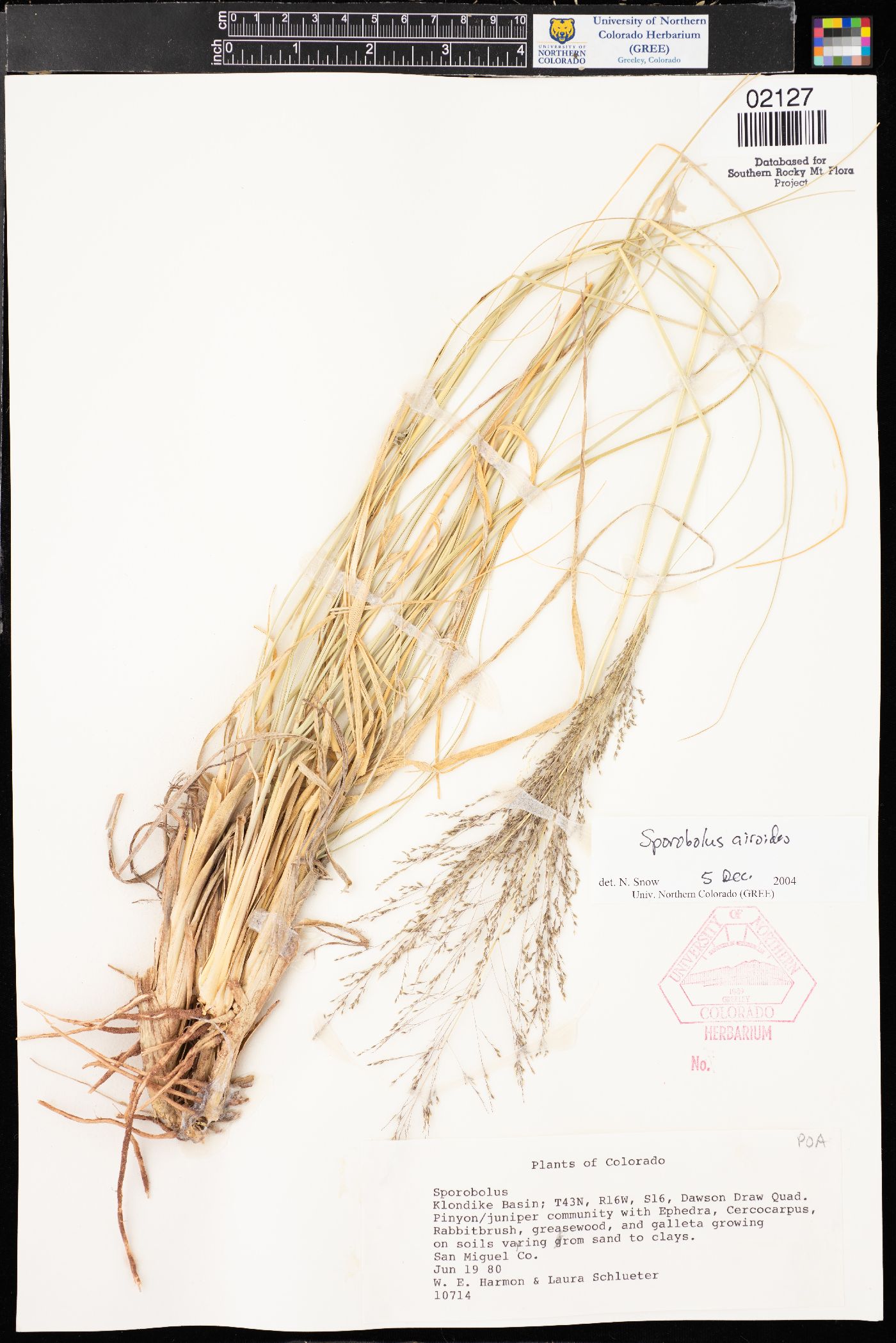 Sporobolus airoides var. airoides image