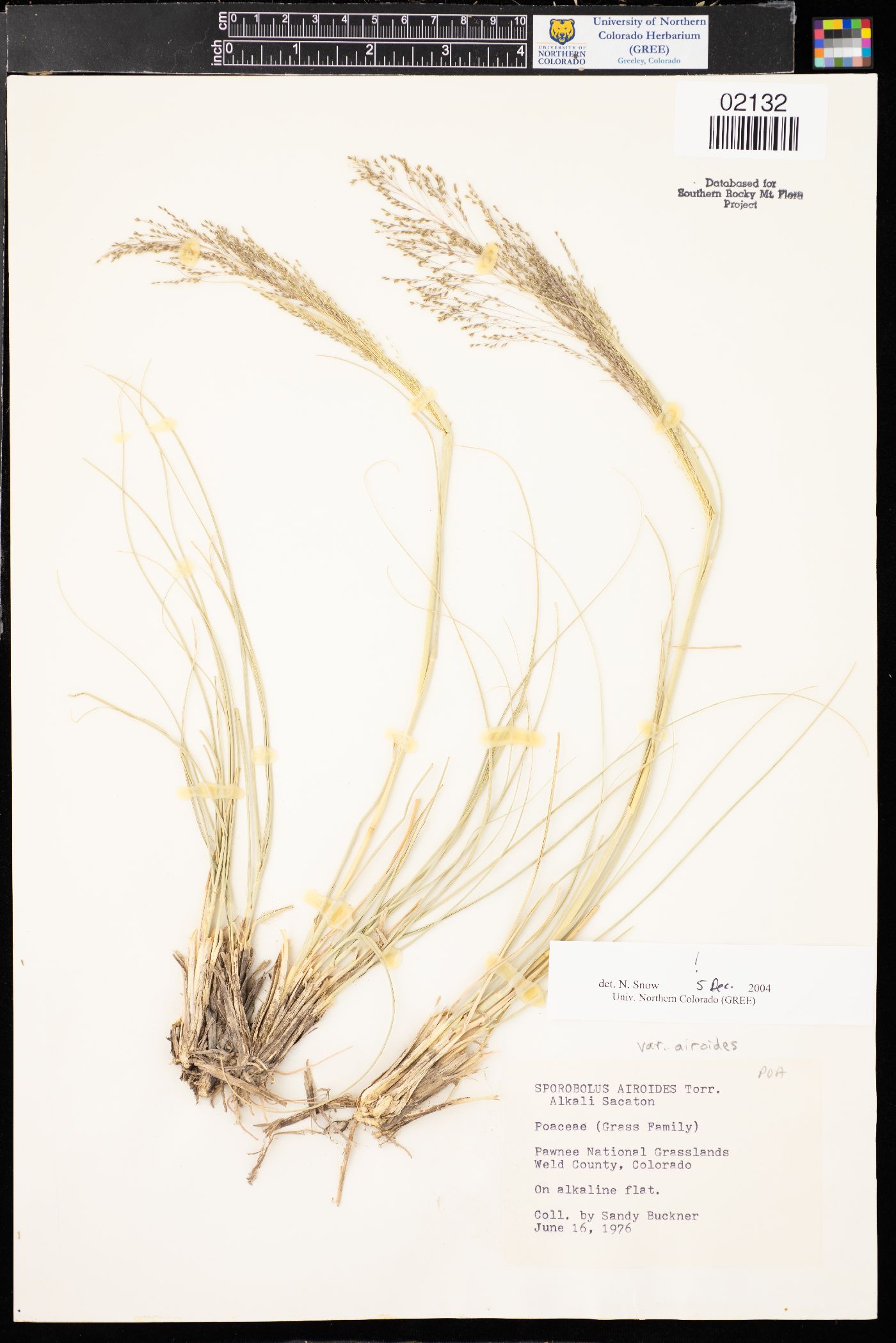 Sporobolus airoides var. airoides image