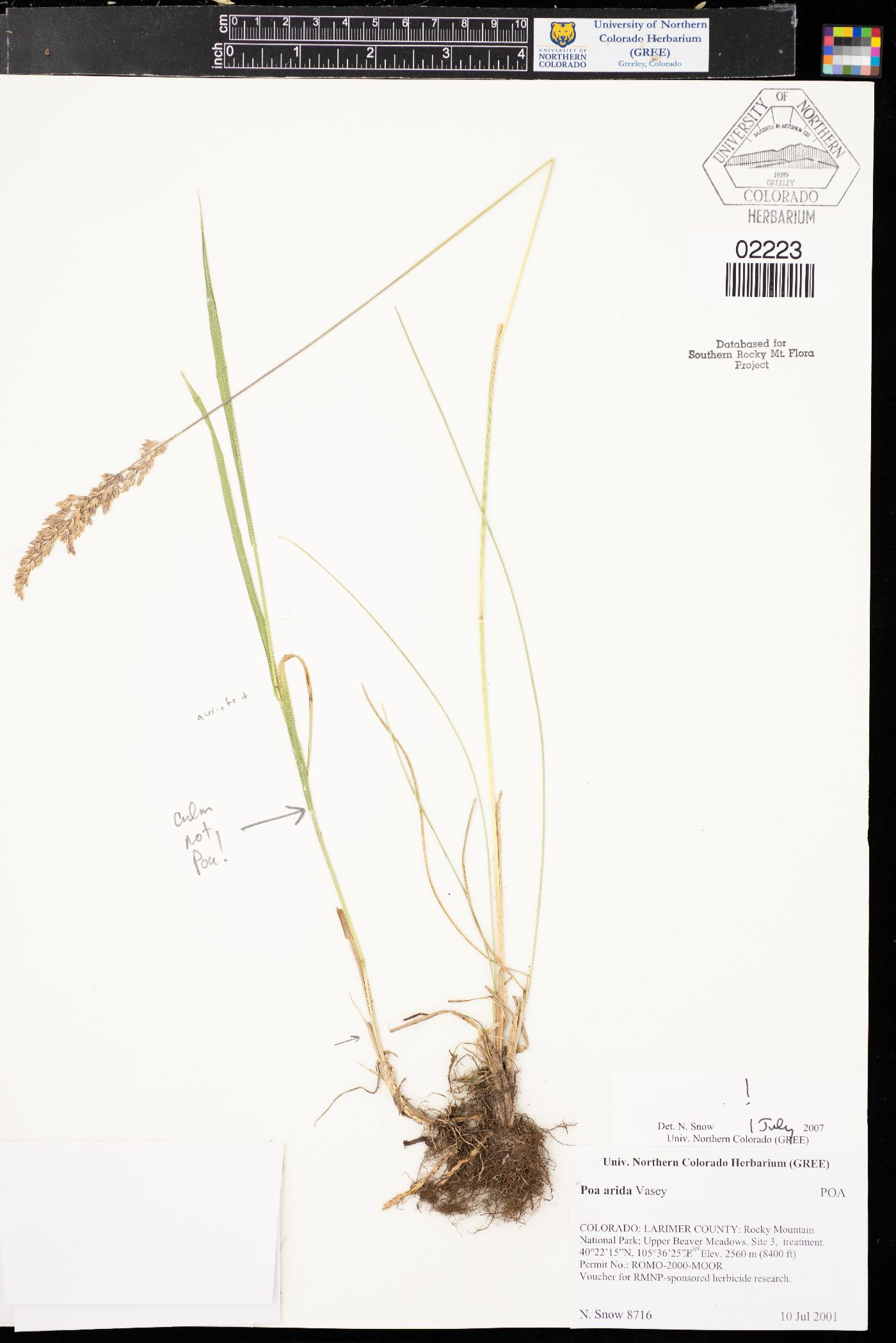 Poa arida image