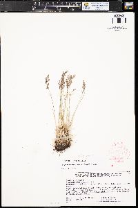 Poa glauca subsp. rupicola image