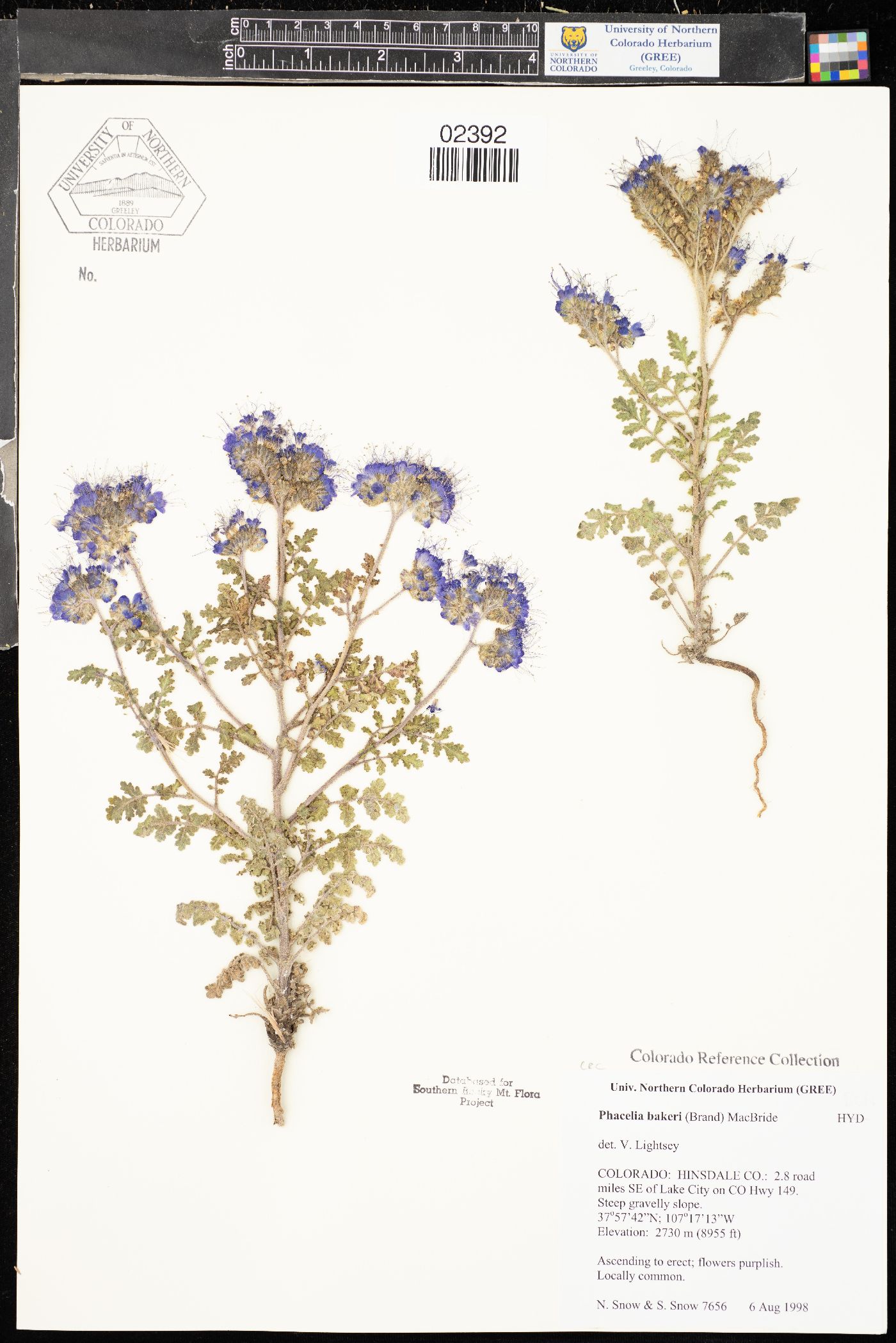 Phacelia bakeri image